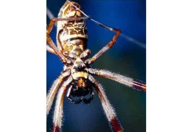 世界十大巨型蜘蛛 腿長就有30厘米，這些蜘蛛你見過嗎