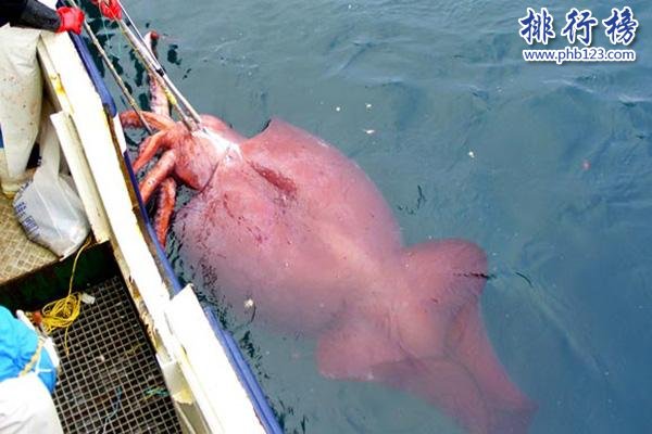 大王酸漿魷是什麼生物?世界上最大的烏賊(體重可達300公斤)