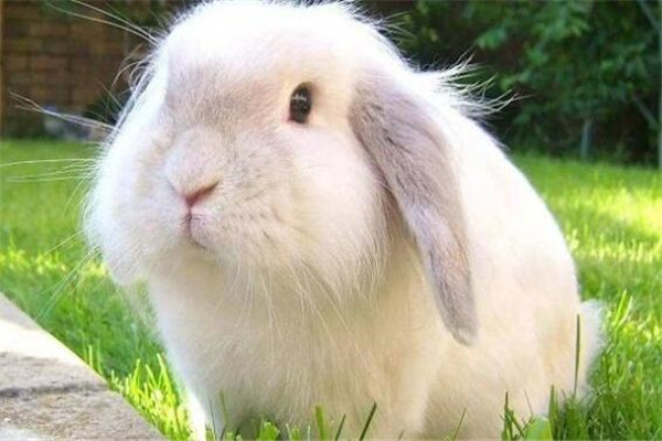 世界十大可愛的動物 安哥拉兔像毛球，第七性格超調皮但惹人愛