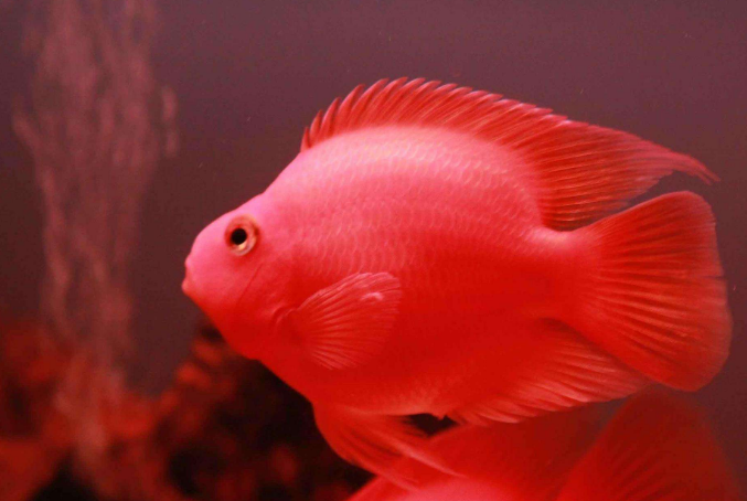 世界十大最漂亮的熱帶魚 個個顏值爆表，有你喜歡的嗎