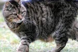 【世界上年齡最大的貓】世界上活的最久的貓