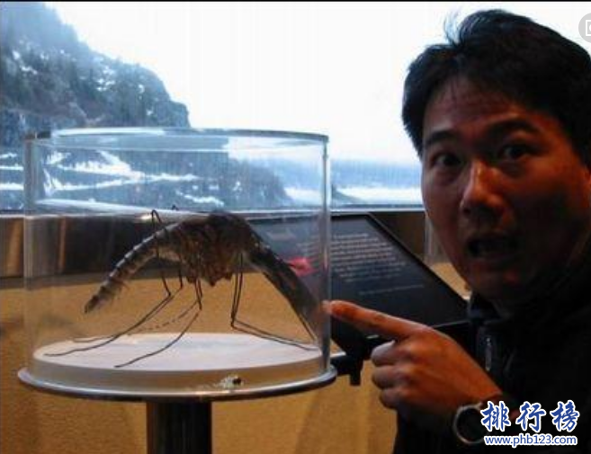 世界最大的蚊子吃人：這種蚊子咬死40幾人，小孩都沒放過