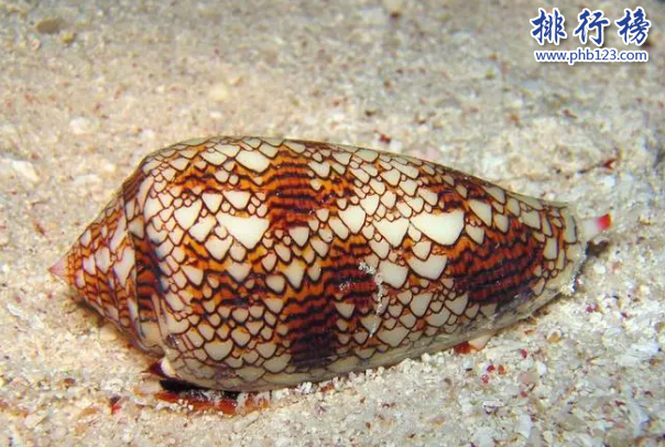 世界十大最毒海螺