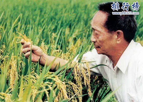水稻最高畝產多少斤?袁隆平超級雜交水稻1149.02公斤（世界紀錄）