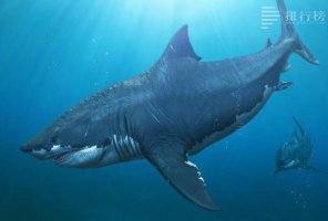 最大的鯊魚排名前十：大白鯊未進前五，第一已經滅絕