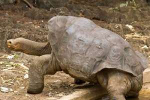 世界上最大的陸生烏龜