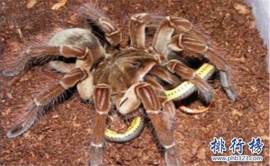 世界上最大的蜘蛛,亞馬遜巨人食鳥蛛（體型堪比一隻小狗）