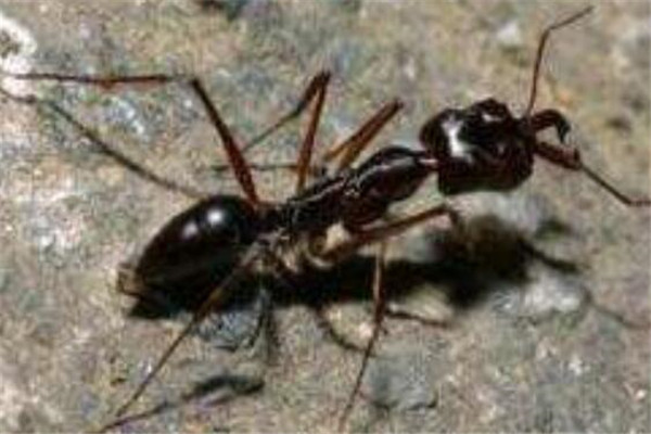 世界十大可怕的螞蟻 子彈蟻帶有毒刺，紅火蟻繁殖能力很強