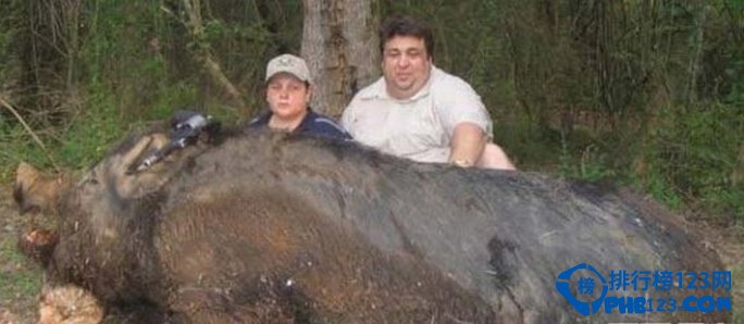 世界上十種最具特色的豬  最大的豬重達1800斤
