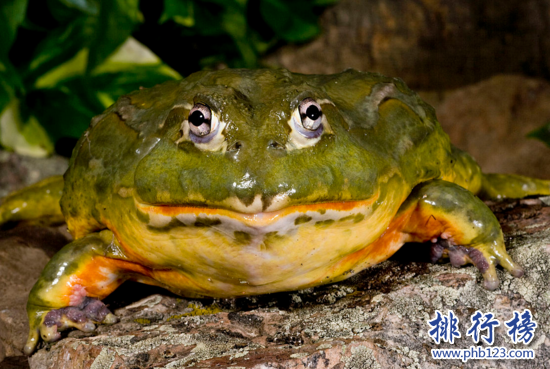 世界上比較常見的寵物蛙種類,紅眼樹蛙的顏值最高