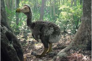 最著名的已滅絕動物：渡渡鳥，從被發現到滅絕僅用70年