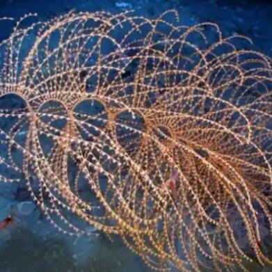 深海管水母