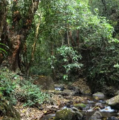瑞麗莫里熱帶雨林景區