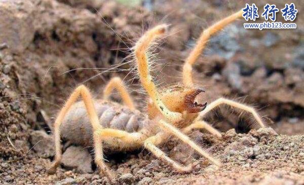 世界上最大的食人蛛：駱駝蜘蛛，可吞下自身體重3倍的物體(長25厘米)