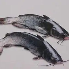 淮王魚