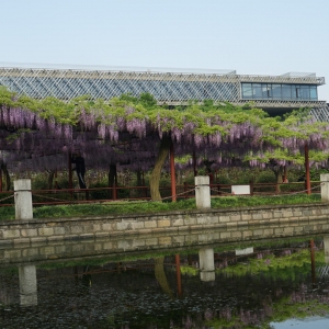 嘉定紫藤園