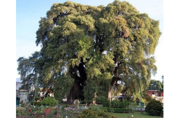世界十大奇怪的樹 不可思議的奇葩植物，你見過嗎