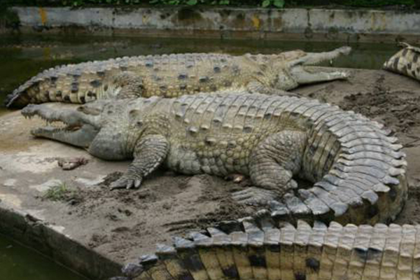 世界上十種最大鱷魚