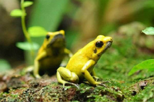 世界上最毒的青蛙，黃金箭毒蛙除人類再無天敵(以身養毒)