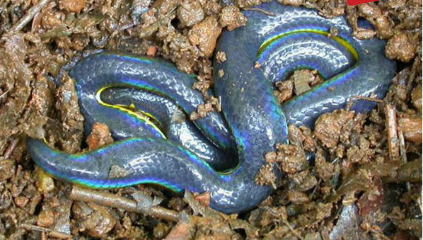 彩虹盾尾蛇圖片