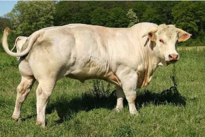 世界十大重型牛品種 契安尼娜牛體型最大，中國延邊牛上榜