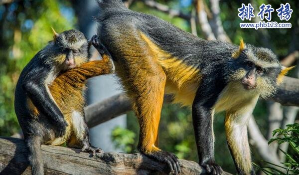 世界上尾巴最長的猴子:黛安娜長尾猴,尾巴可長達75厘米
