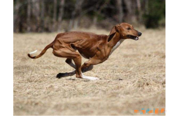 世界十大最貴的狗 羅秦犬排第一，價值4.8萬元