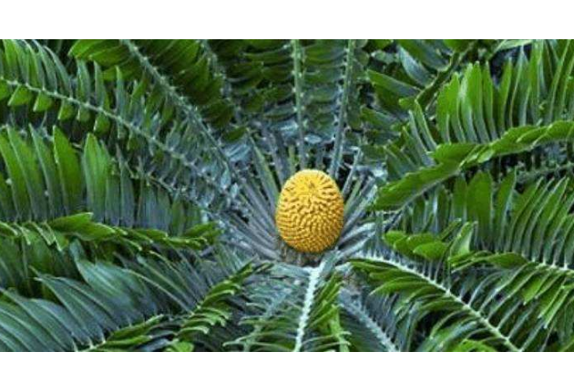 世界十大上瀕臨滅絕的植物 屍香魔芋上榜，第一名為筆筒樹