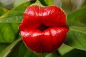 世界上最奇特的花，你沒見過的裸男蘭嘴唇花