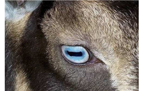 世界最奇特的十大動物的眼睛 感受不一樣的視覺世界