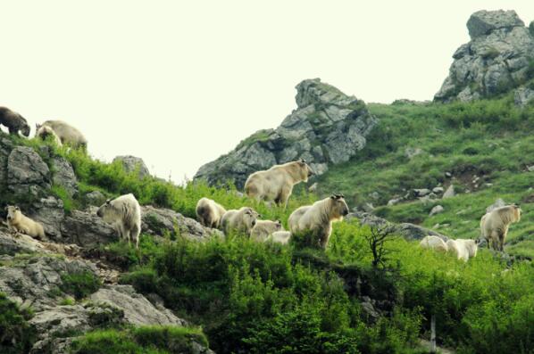 中國著名的十大野生動物保護區