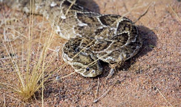 澳大利亞十大致命毒蛇排行榜 棕蛇致死數最多,第六又稱死亡蛇