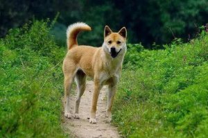 最護主的狗狗排行 拉布拉多犬上榜，第一是中國本土犬種