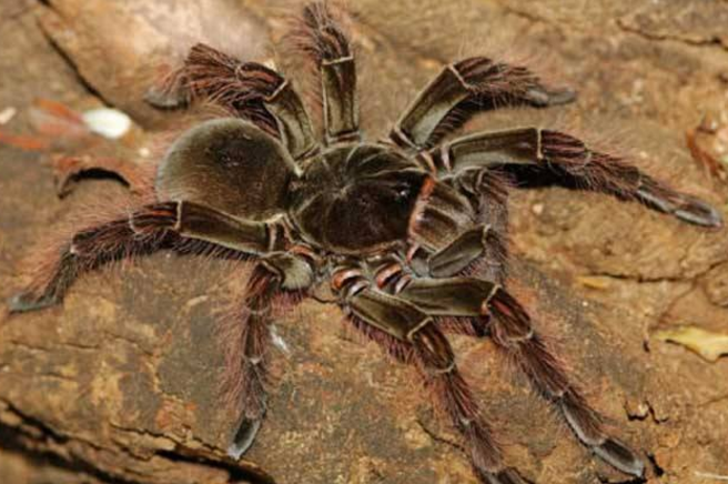 世界十大巨型蜘蛛 腿長就有30厘米，這些蜘蛛你見過嗎