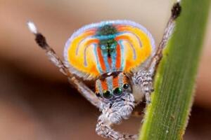 動物之最：世界上最美的蜘蛛會跳舞？
