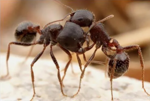 世界十大有毒螞蟻，子彈蟻毒性最強，第三體型最大