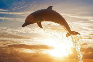 全球十大智商最高的動物排行榜：海豚、虎鯨上榜