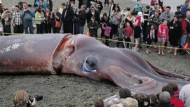 世界上最大的魷魚：巨型魷魚重達900斤