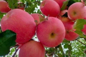中國最好吃的蘋果品種排名 花牛蘋果上榜，煙臺蘋果位居榜首