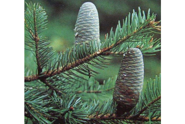 世界十大上瀕臨滅絕的植物 屍香魔芋上榜，第一名為筆筒樹