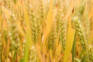 2023年十大高產小麥品種：百農207上榜，第二蛋白質含量超14%