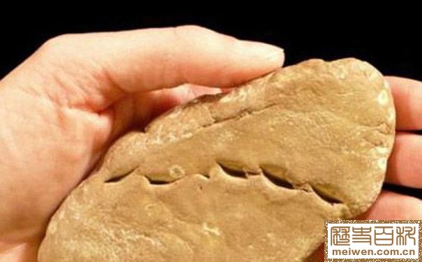  鱷魚糞化石