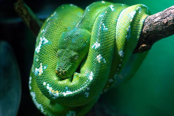 翡翠樹蟒蛇圖片