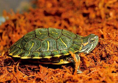 巴西龜壽命,活不到35歲(附延長壽命辦法)