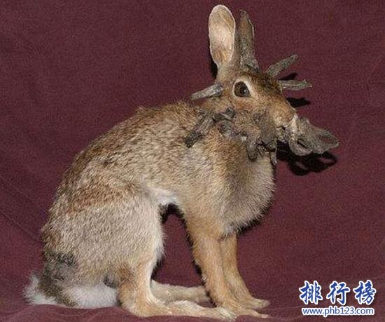 世界上最恐怖兔子：腫瘤兔(臉上長滿黑色腫瘤)