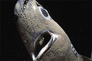 世界上最小的鯊魚：體長30厘米還會發光