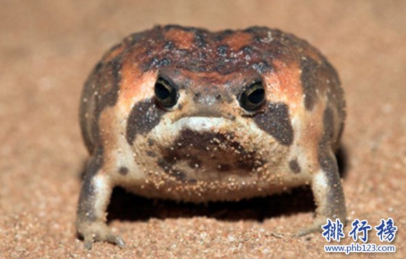 世界上最可愛的青蛙,散疣短頭蛙圓滾滾惹人愛（饅頭蛙）