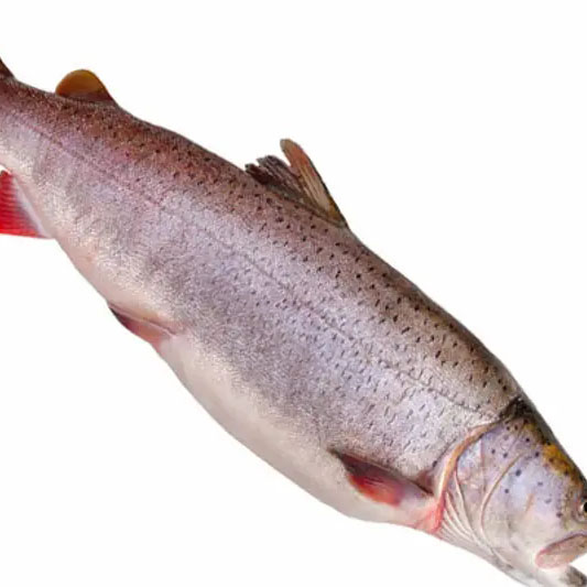 哲羅鮭魚
