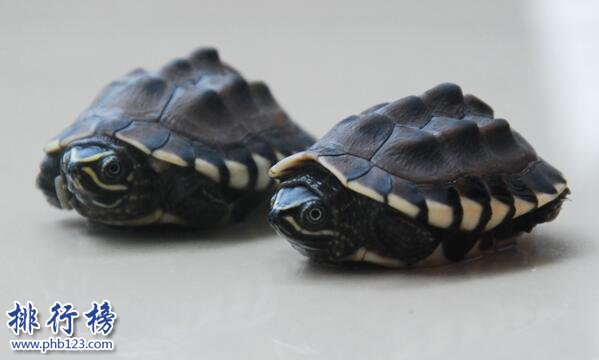 世界上最可愛的烏龜：豬鼻龜大眼萌面(深水龜玩家的最愛)