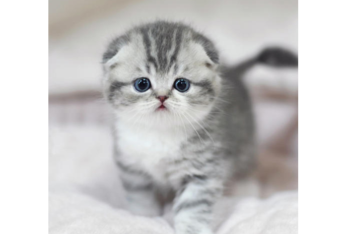 全球最溫順的貓排名 溫柔又可愛的貓咪，你最愛哪一種呢